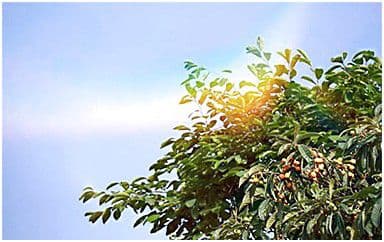 七月的风八月的雨吉他谱_陈曦_C调简单版