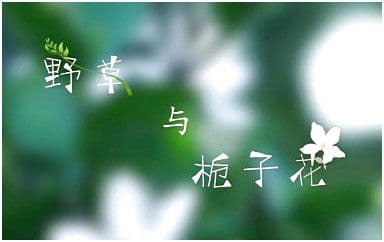 野草与栀子花吉他谱_林三七_C调指法弹唱谱图片
